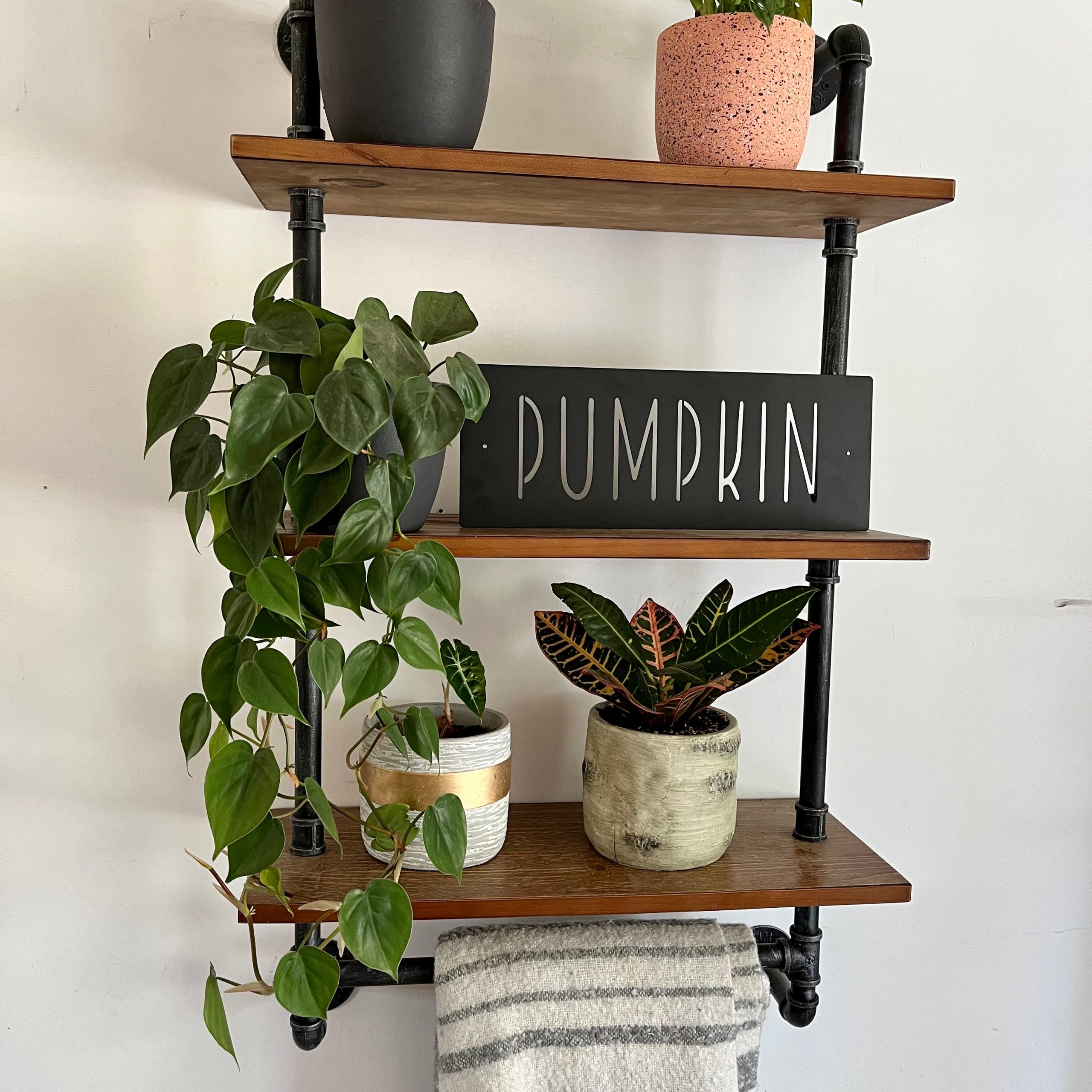 FlatPumpkin3.jpg FlatPumpkin3.jpg